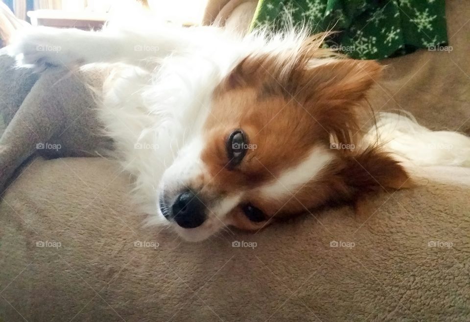 Lazy Papillion