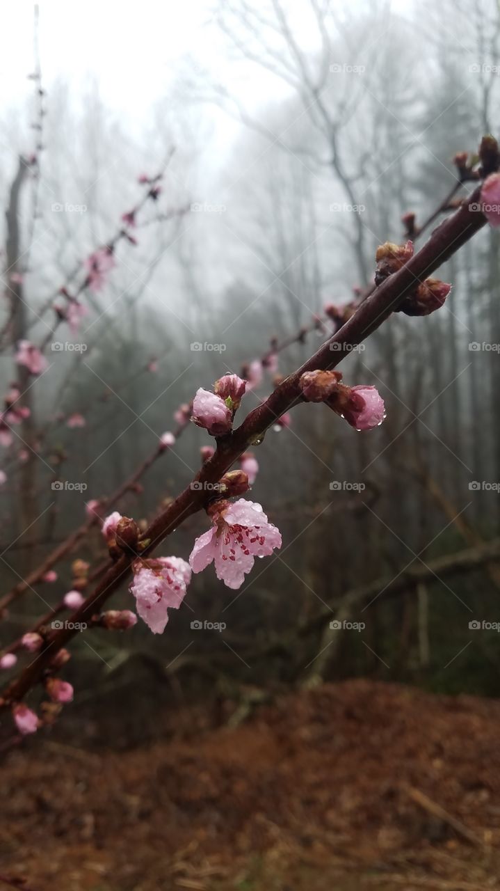 Cherry blossom during foggy weather