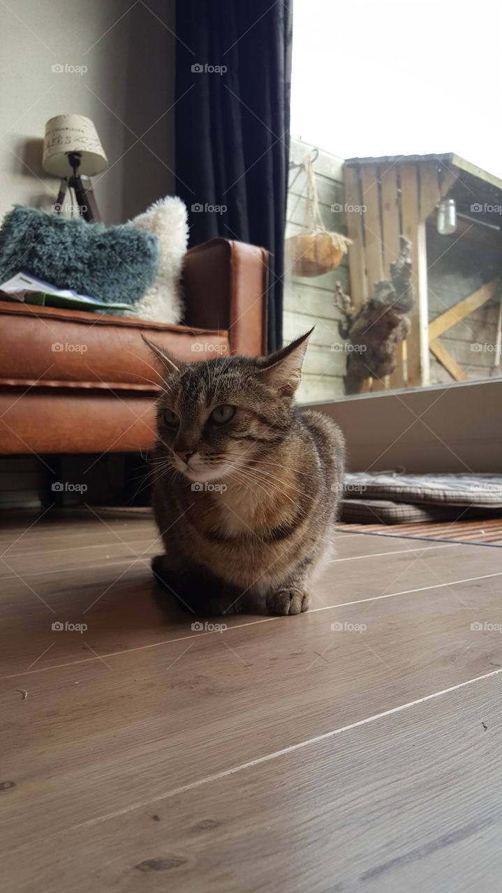 cute cat sitting on wooden floor infront of brown leather sofa