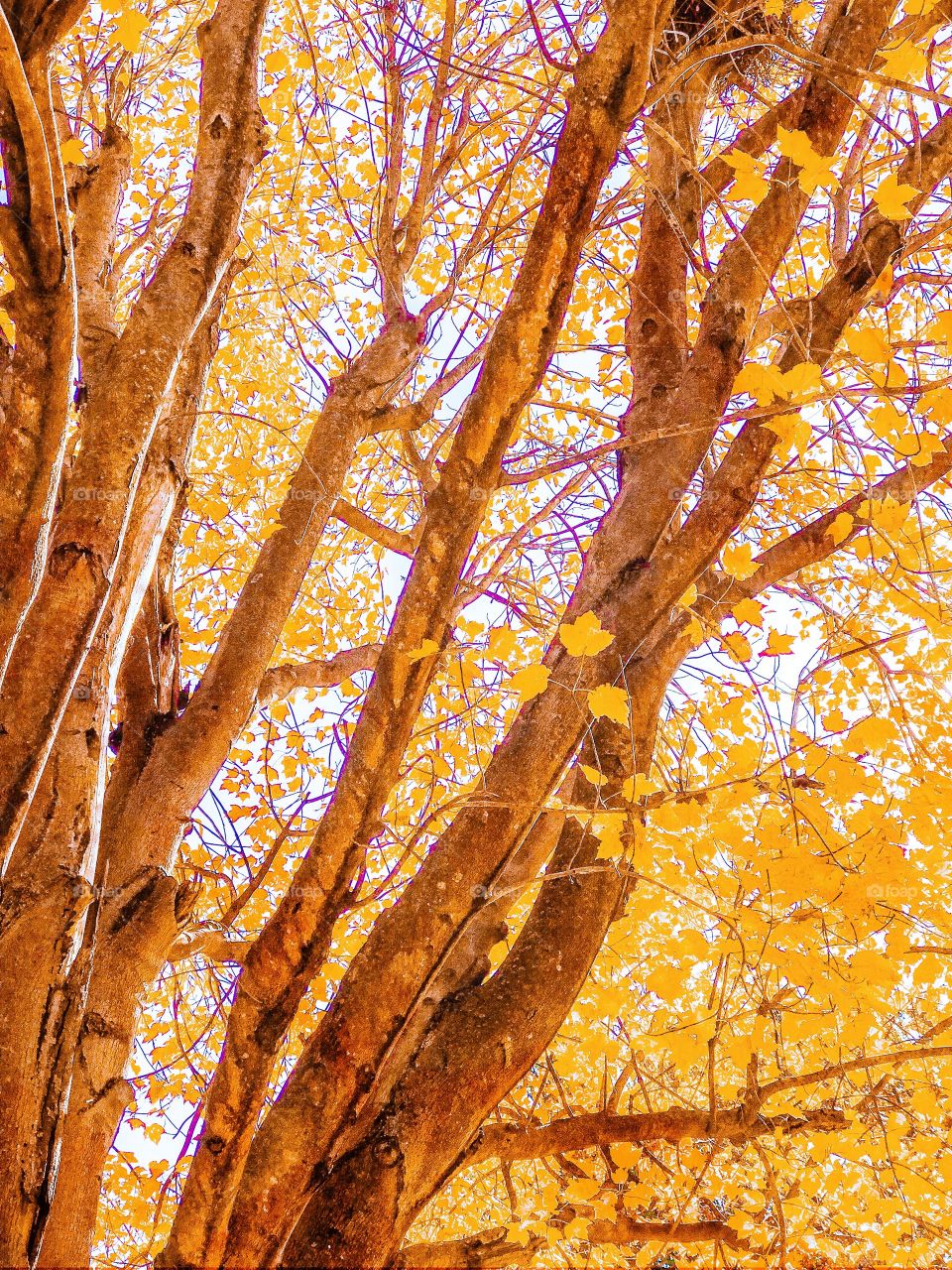 Under a large tree in fall