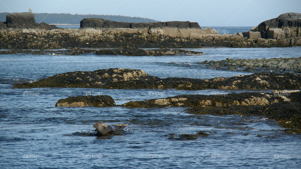 Bathing seal