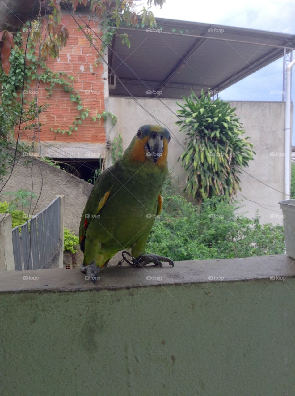 Loro. A small parrot visiting us. Exploring Brazil.