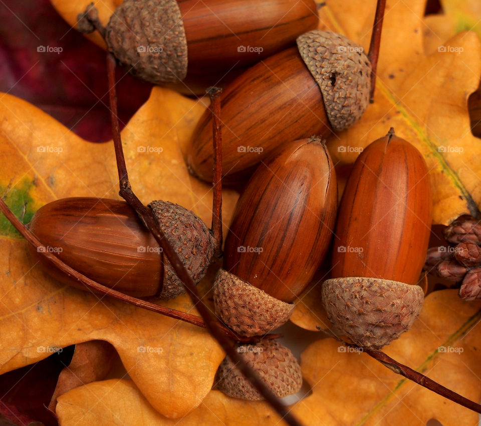Acorns lie on fallen autumn oak leaves.  Close-up
