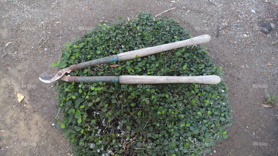 Lawn clippers on a small bush.