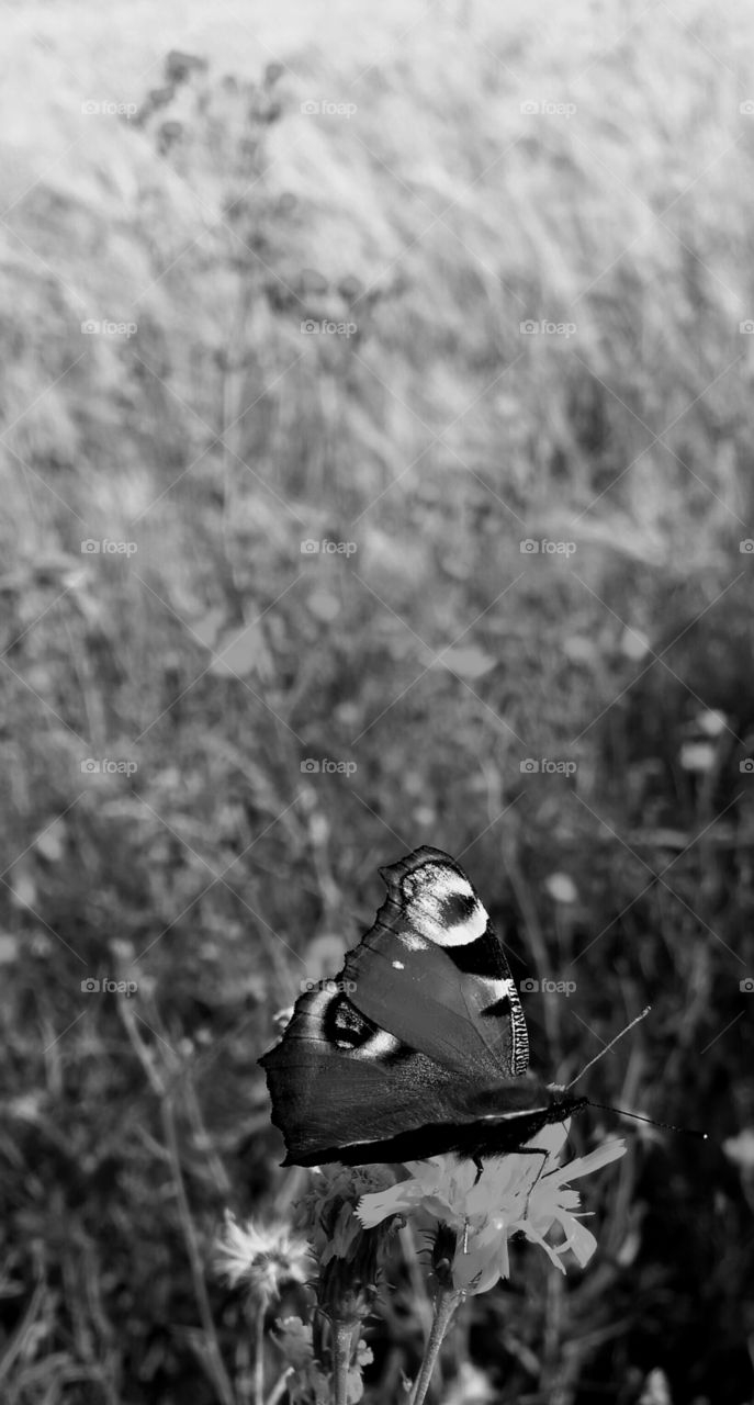 butterfly black and white photo