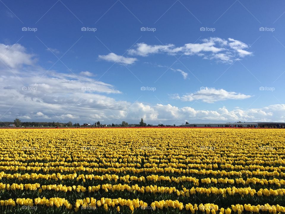 Tulip fields