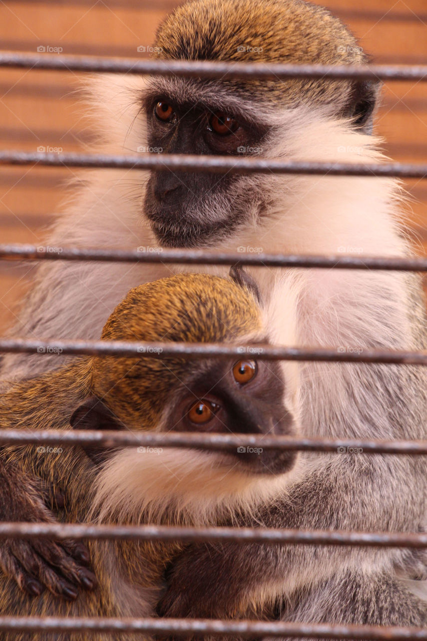 Monkey mother and son.