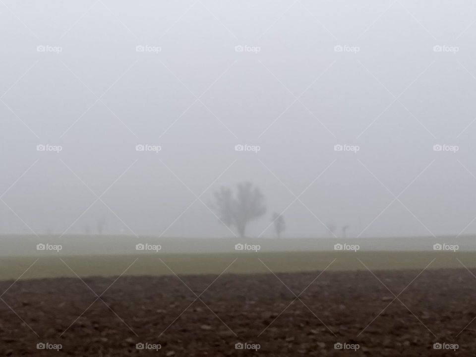 February in Skåne. Fog and tree 
