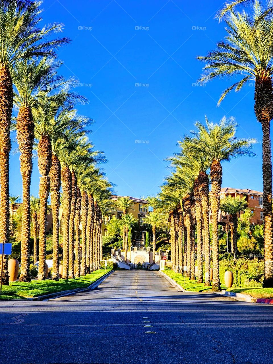 Palm trees line a street at a resort during a crisp cold morning after a rain creating vibrant colors