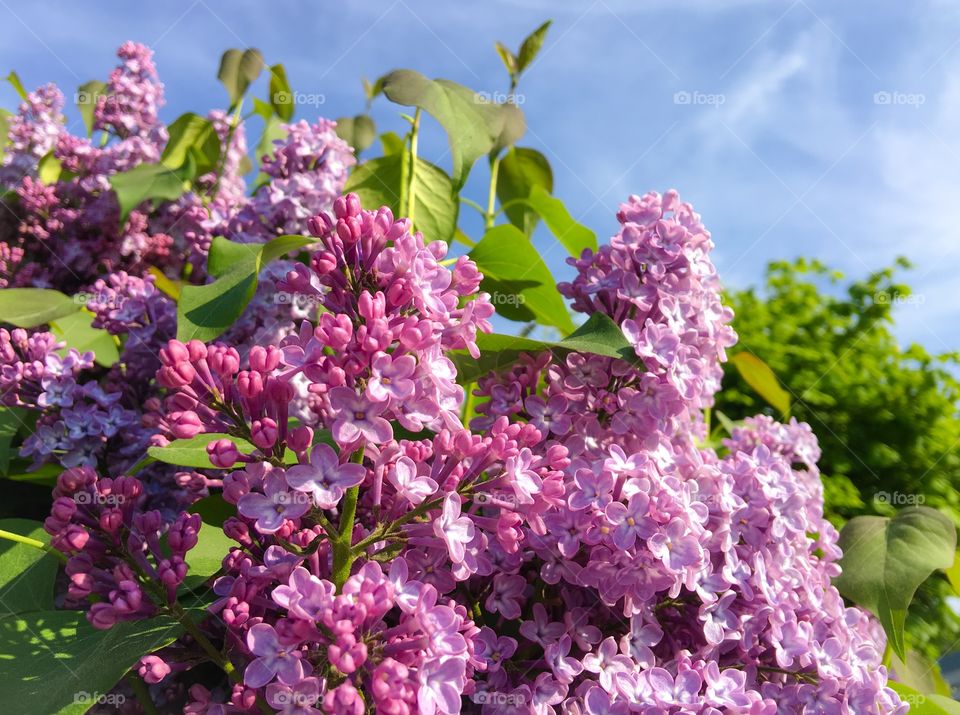 Close-up of lilac flowers