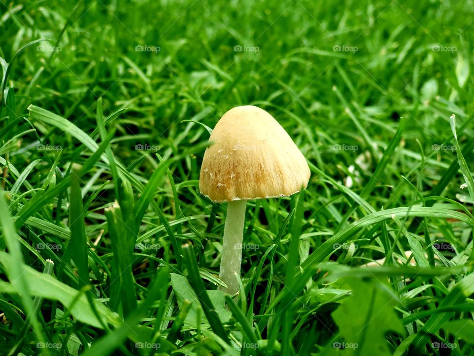 wild mushroom