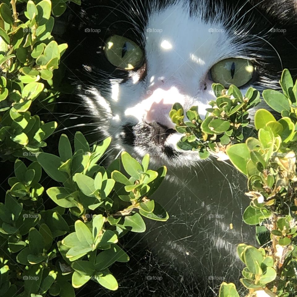 A black and white cat with green eyes