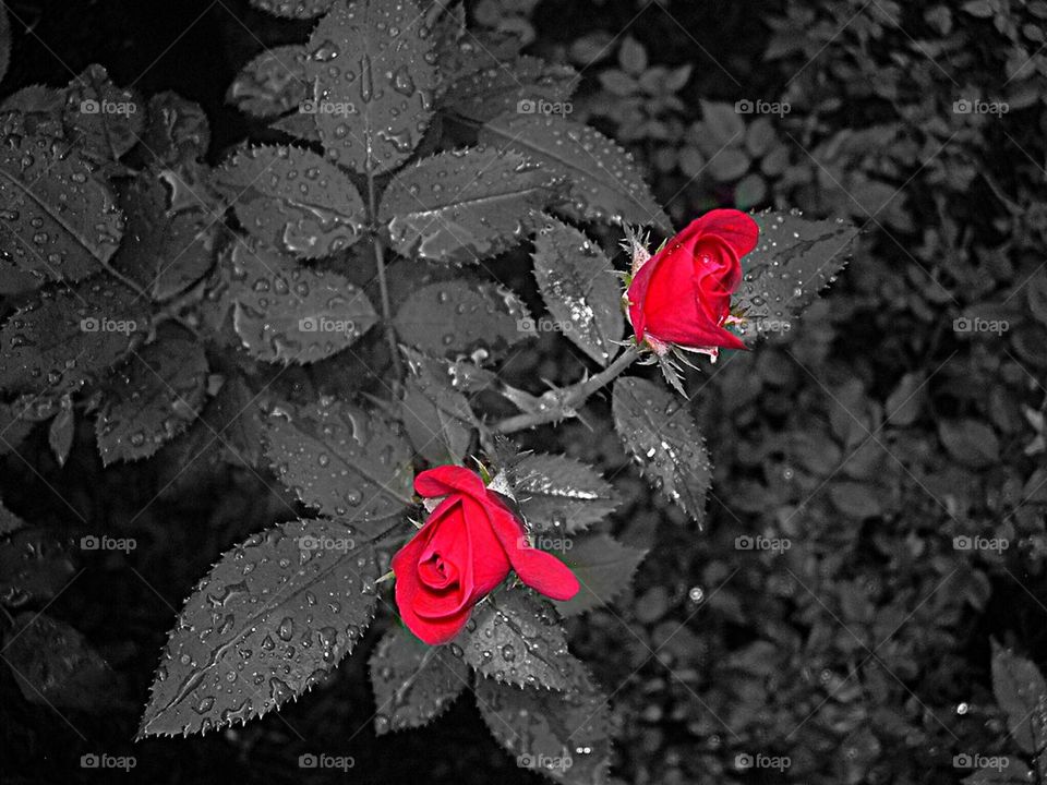 Red roses