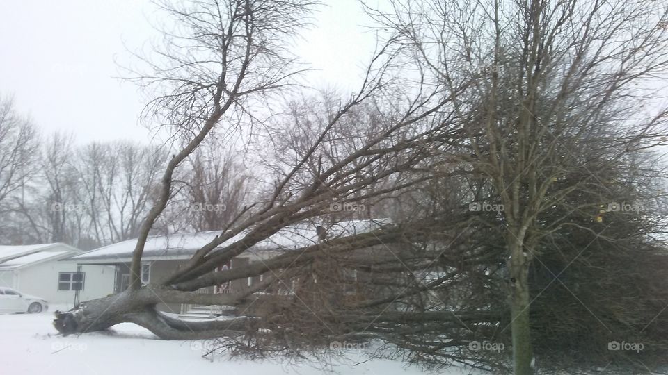 Winter, Tree, Snow, Landscape, Weather