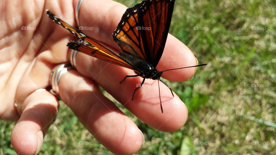 Butterfly on person's finger