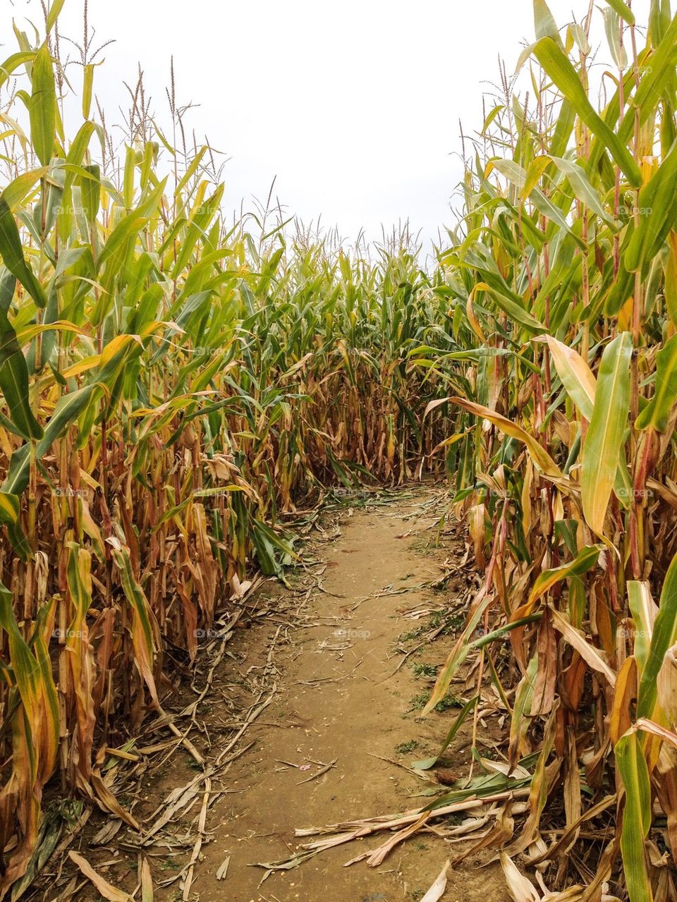 Corn crops growing in field