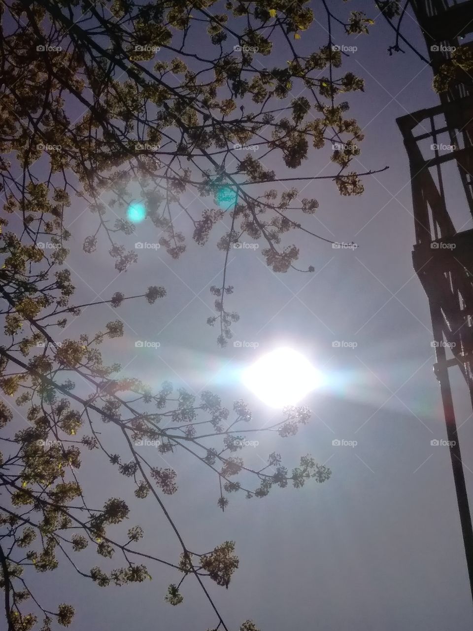 sunny sky budding branches part of fire escape