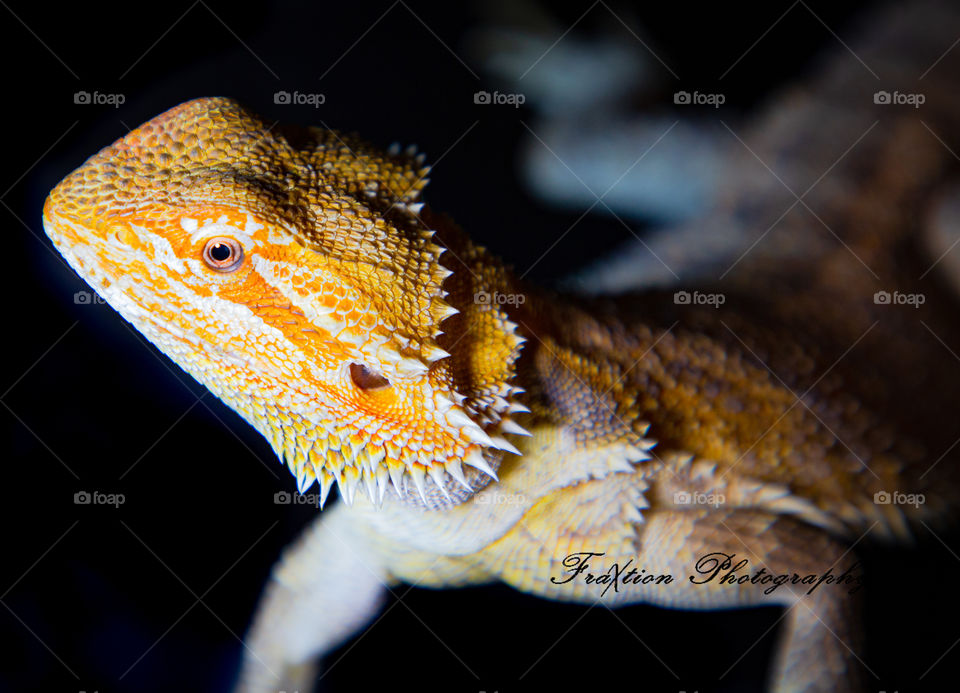 Citrus bearded dragon