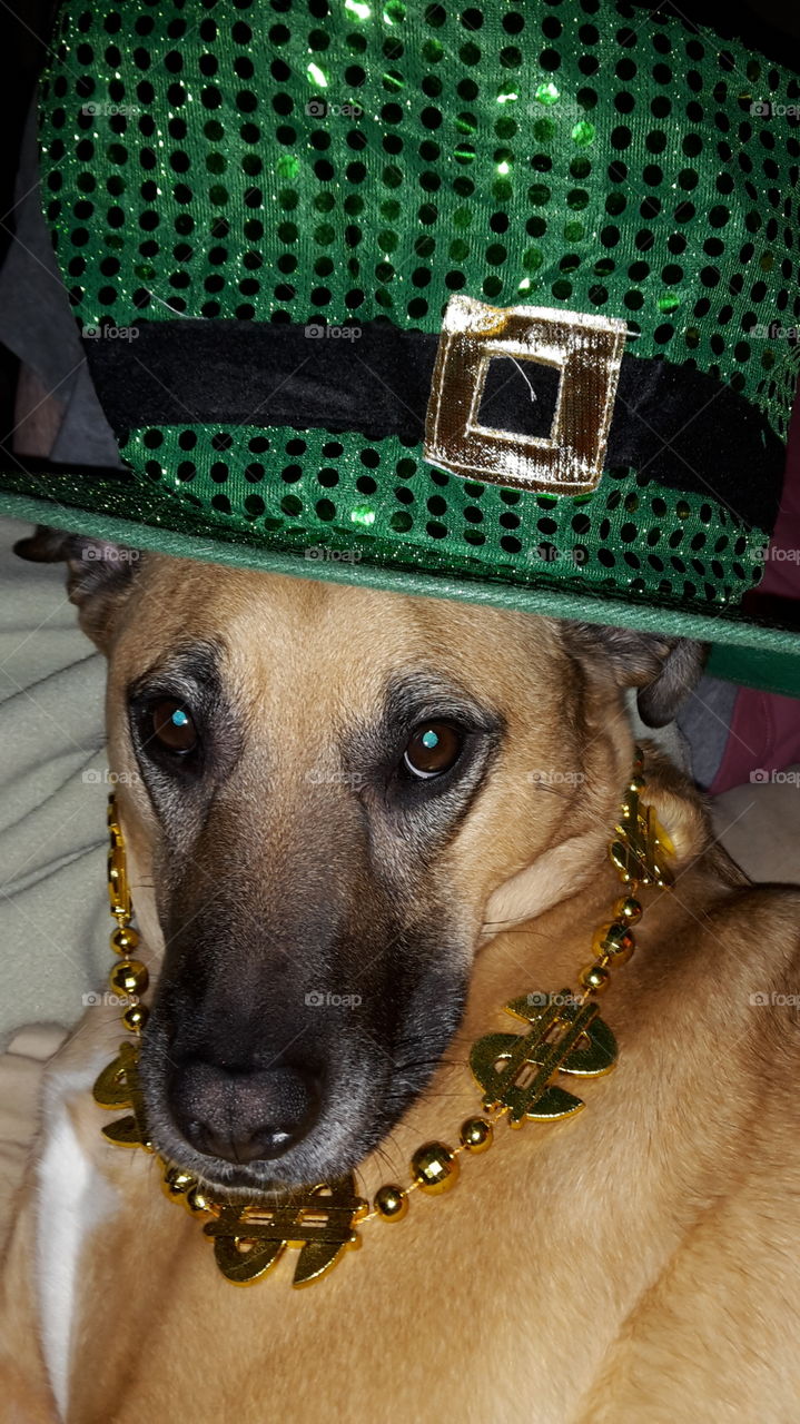 St Patty's day dog . out dog Vega is celebrating St. Patty's day 2015 with us. This year she went all out with a super stylish Green sparkle hat, and a gold money chain 