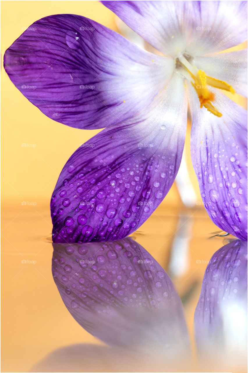 A portrait of a purple crocus vernus flower touching a water surface with one of its petals. the still water acts like a mirror which creates a reflection of the flower. on the petals there are water drops.