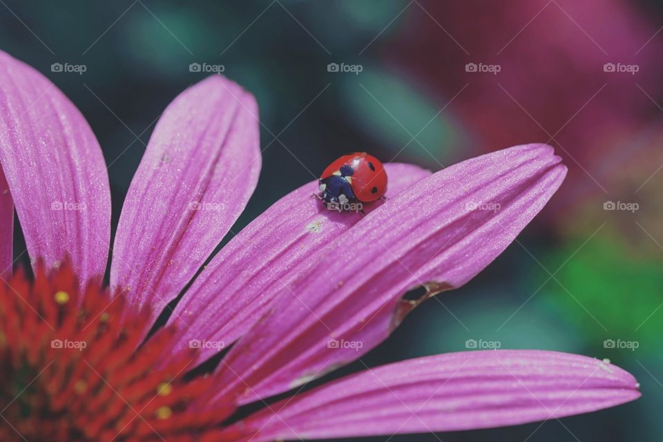 No Person, Insect, Flower, Nature, Summer