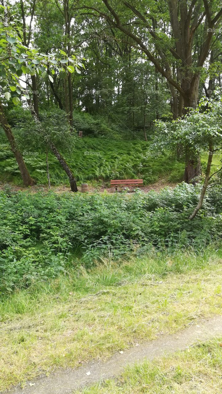 Lonely bench in the park