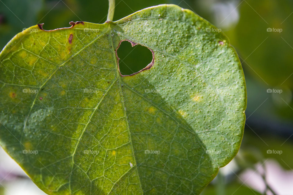heart shape eaten in a leaf