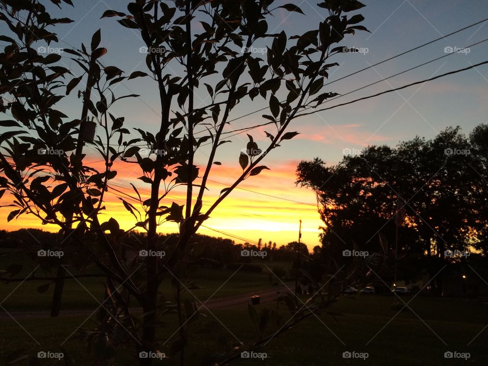 Sunset through baby tree