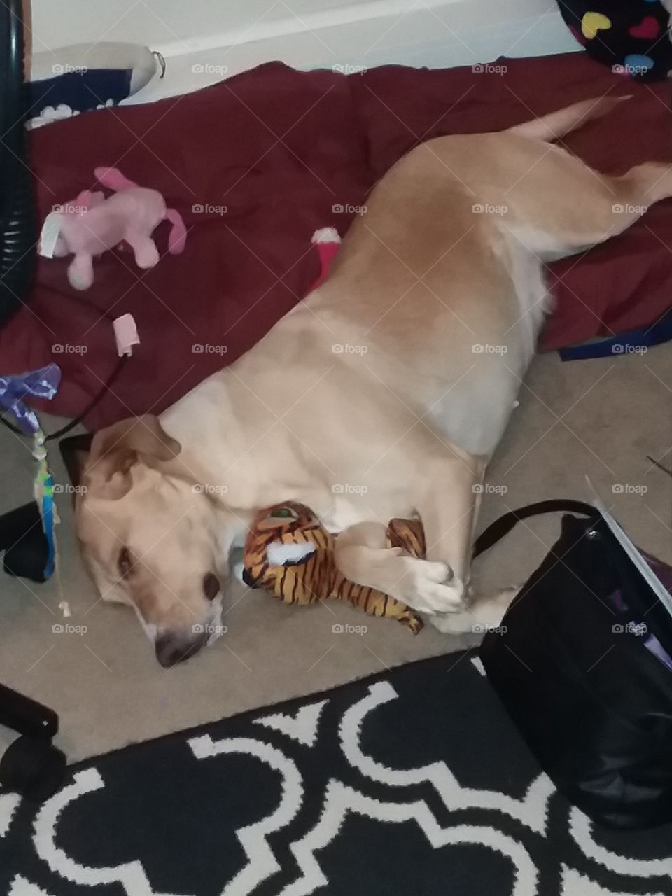 Real life of dogs and cats in real life