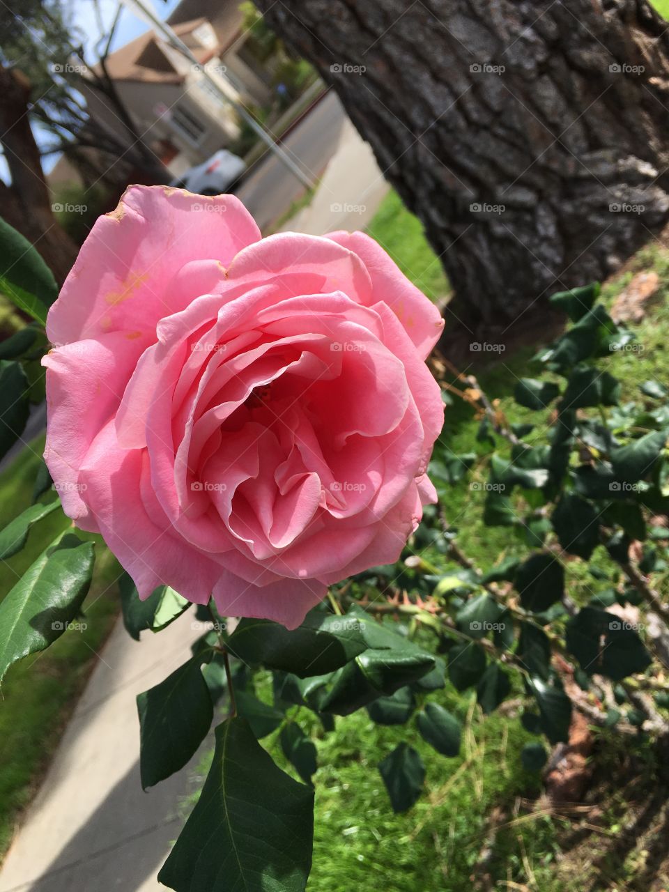 Pink rose