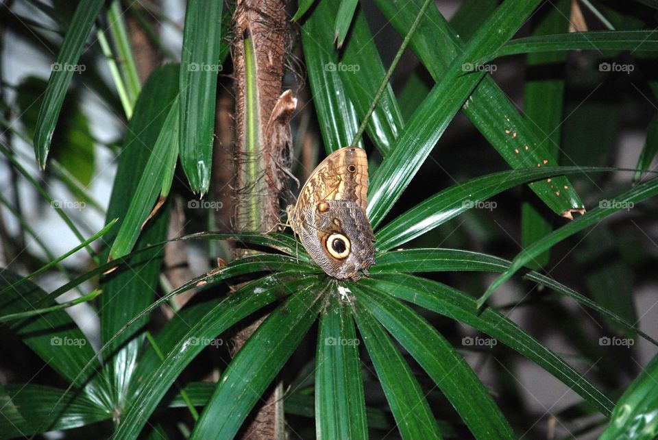 Owl butterfly