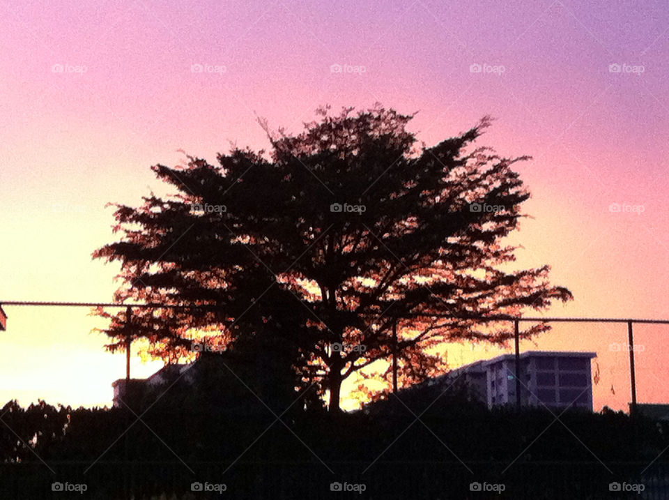 Silhouette of a tree at sunset