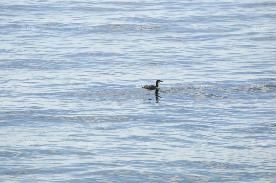The elusive common Loon popping up briefly through the rolling tide of the Pacific ocean in Davis Bay Canada