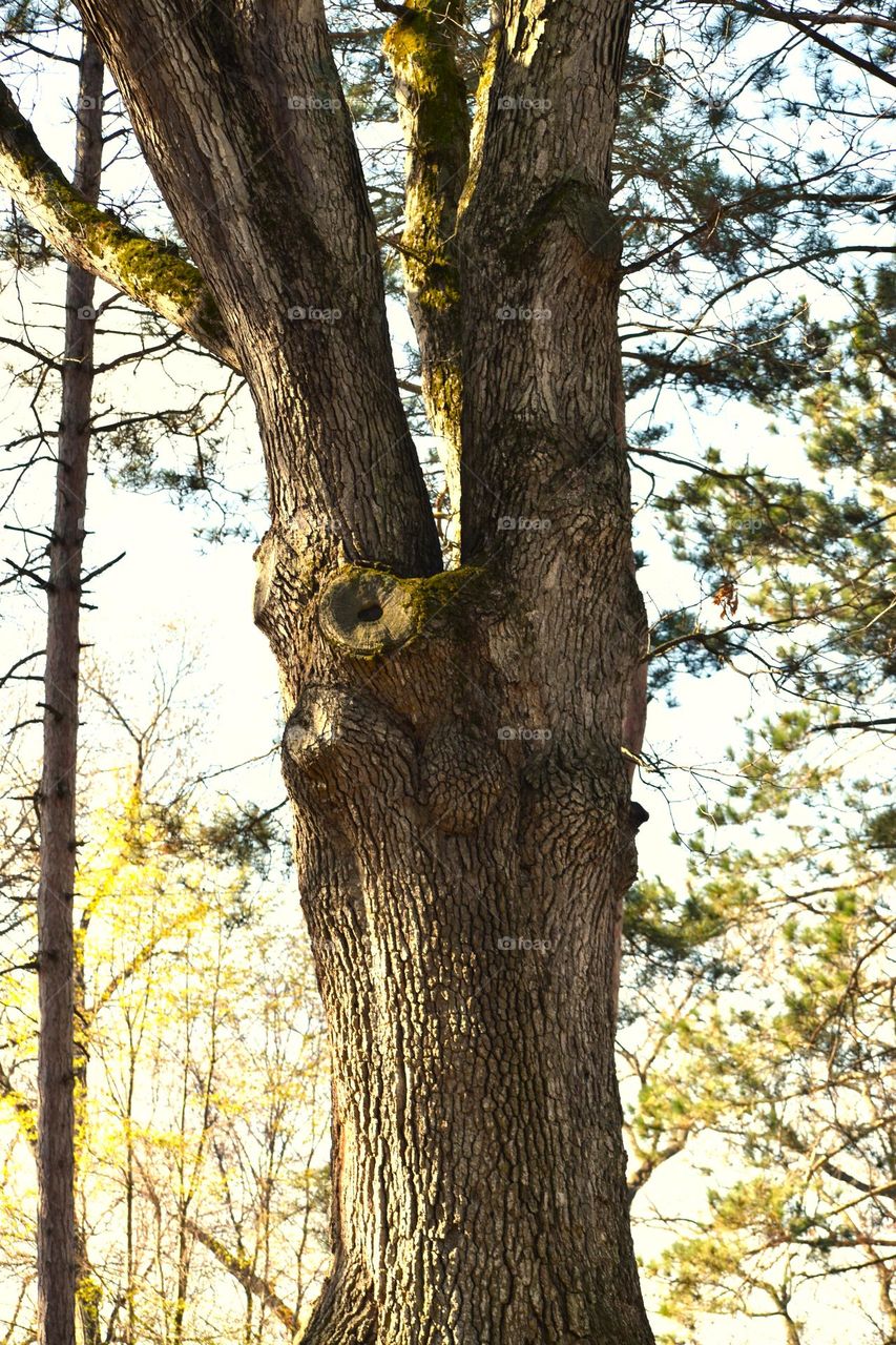 A moss covered tree stands in the forest
