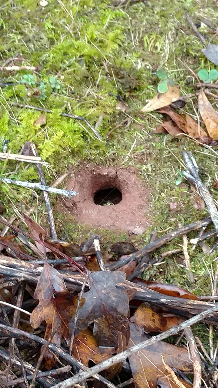 Wood, Nature, Leaf, Fall, Tree