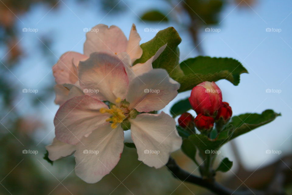 Spring Apple Blooms