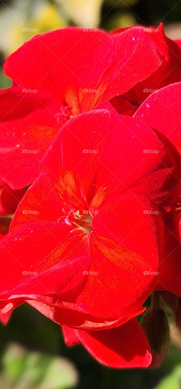 Geranium flower