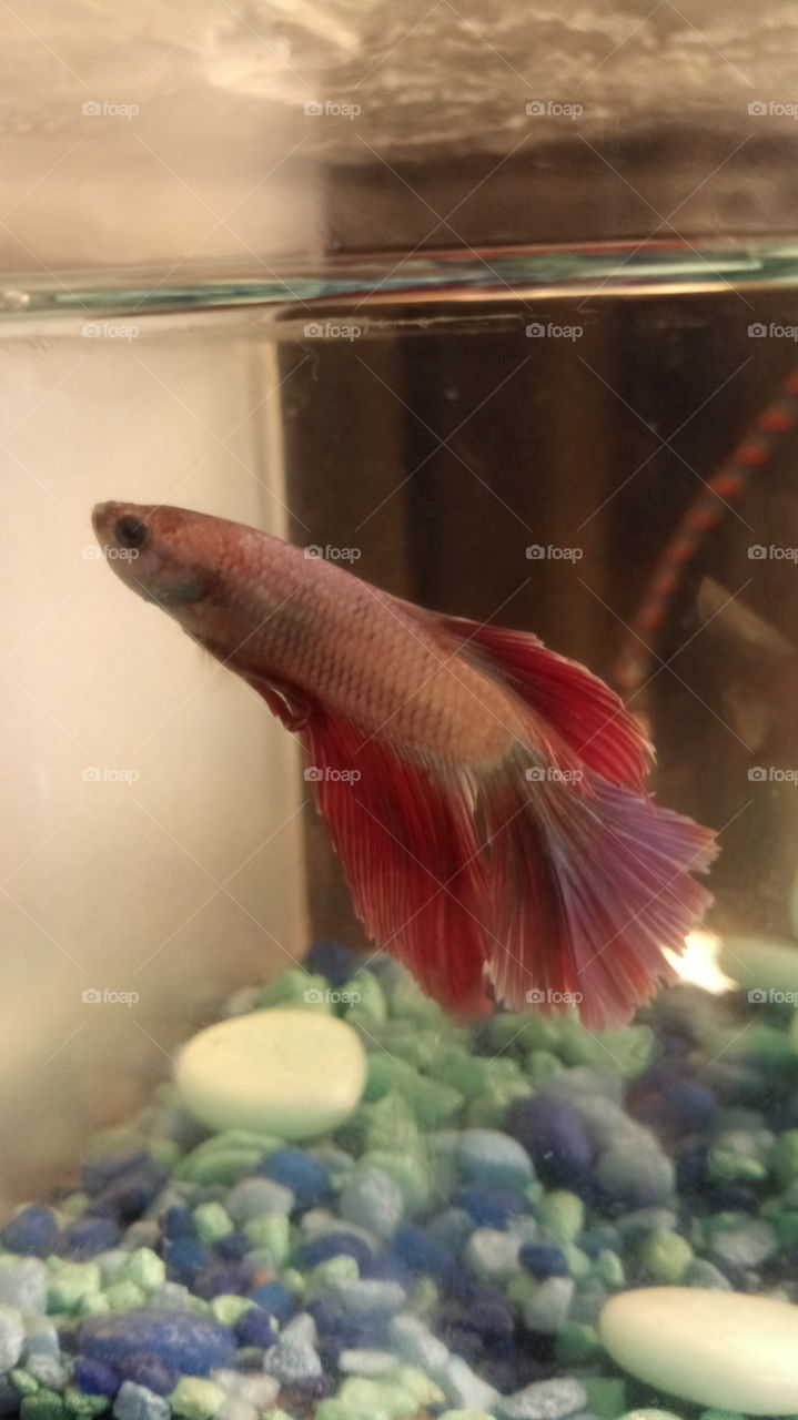 my betta