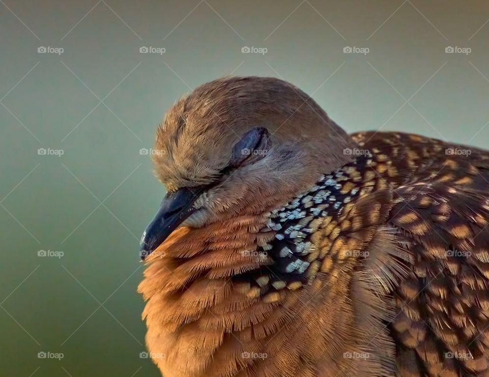 Bird photography - Dove - spotted body - sleeping