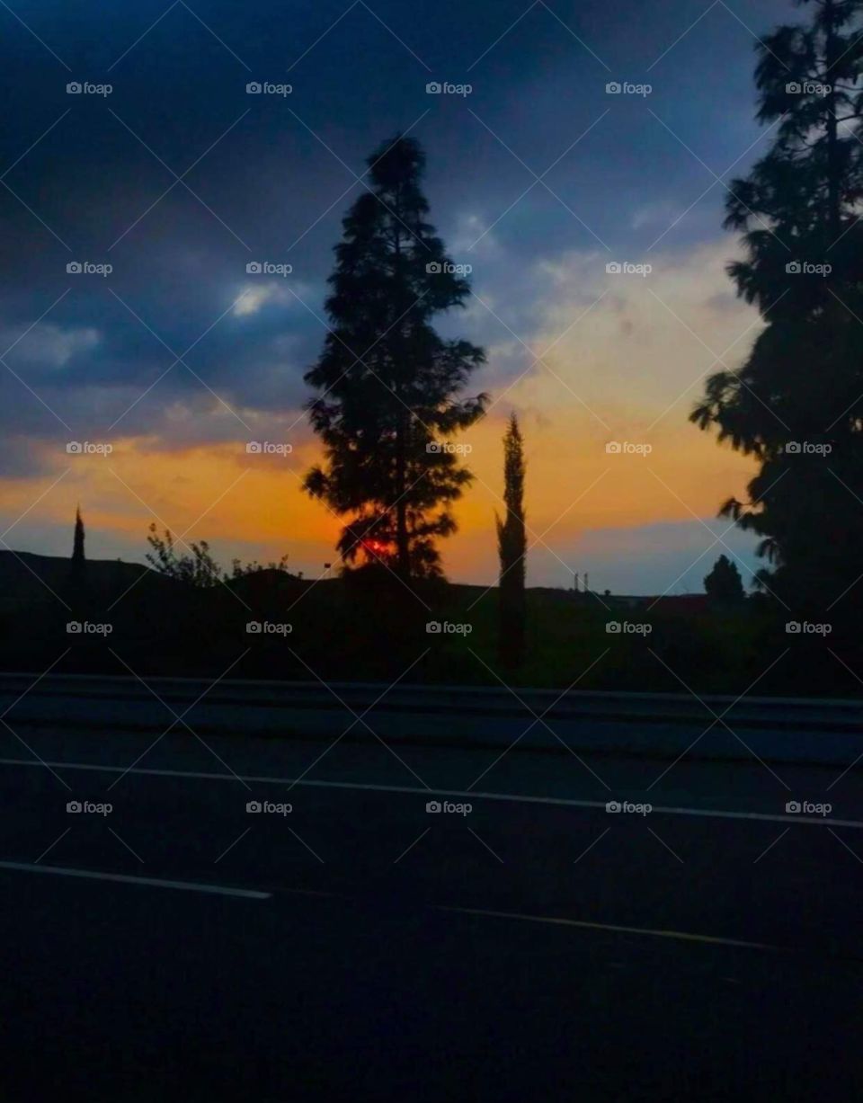 Trees around us 2020