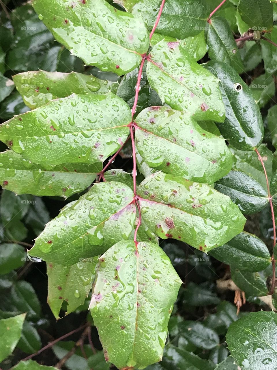 Leaves