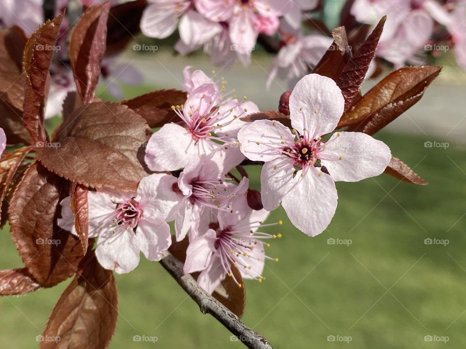 Blossom at a riverside 