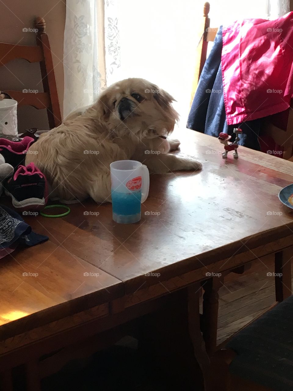 Dog on table