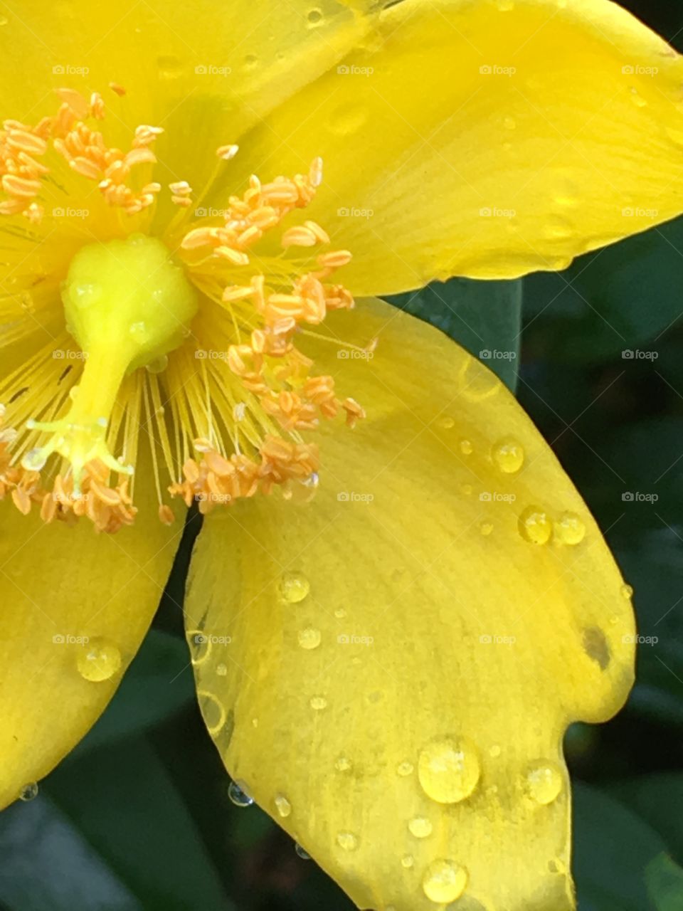 #mycityisbeautiful droplets in yellow petals 