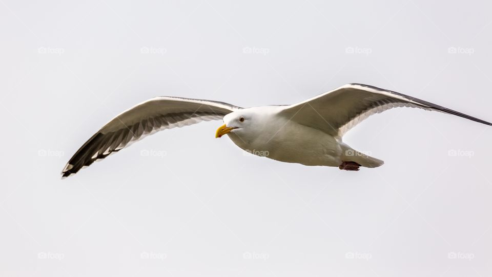 Seagull flying in sky