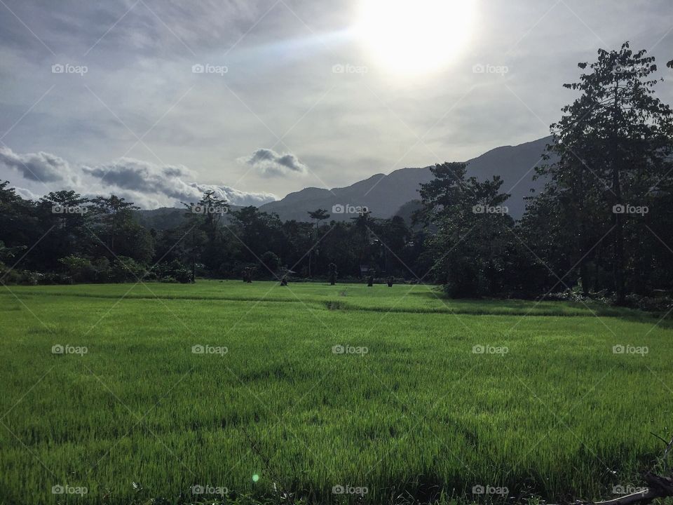 Rice Field