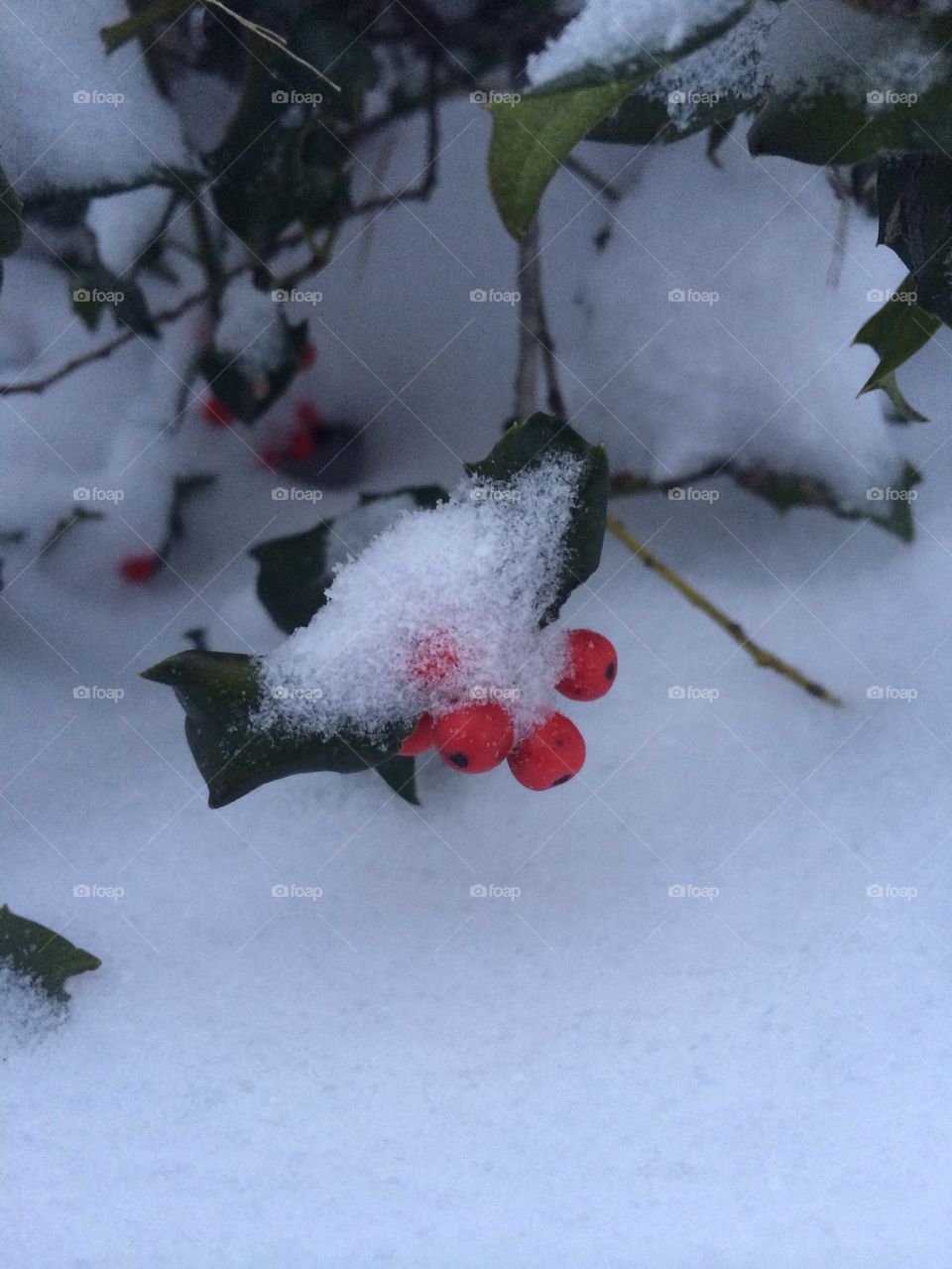 Winter Holly dreams