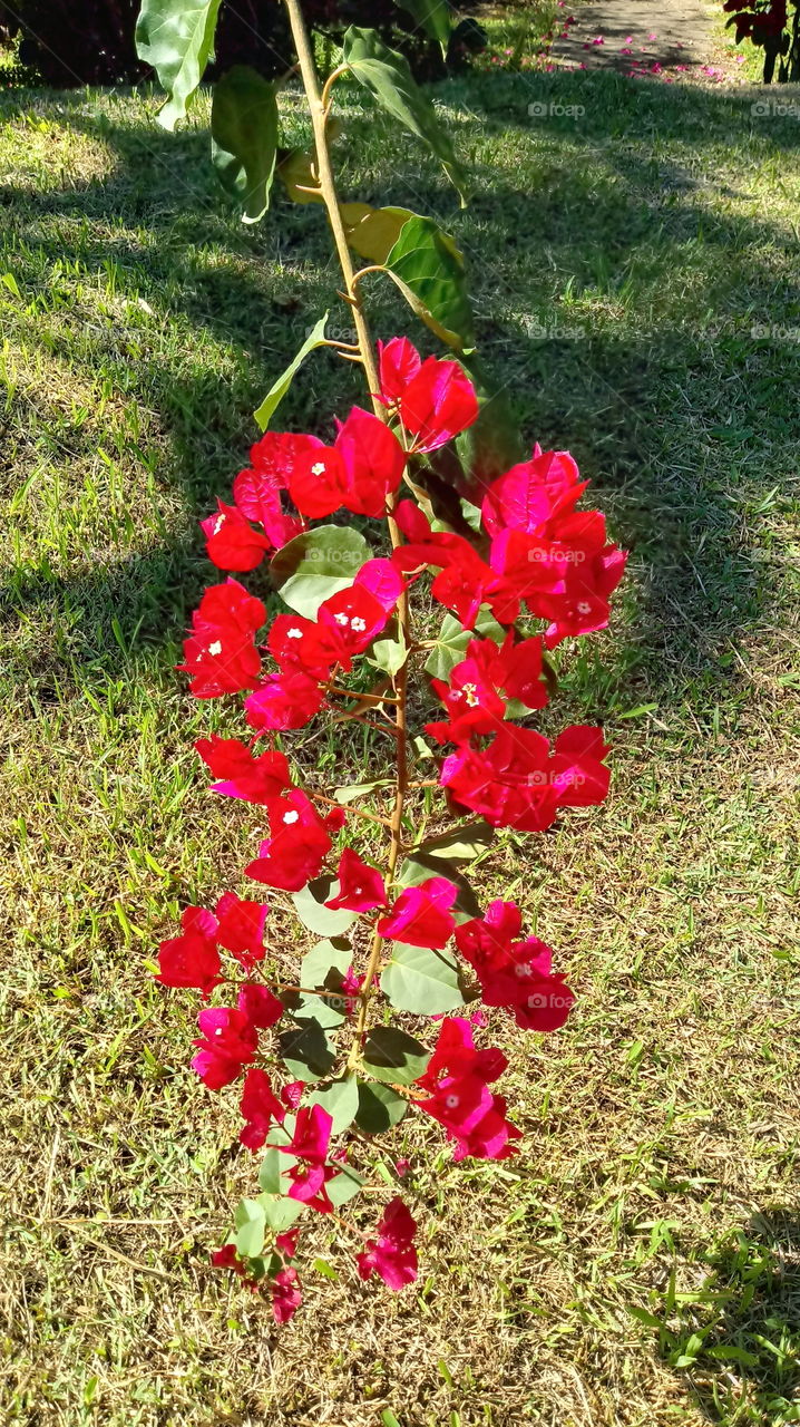 Bougainvillea Glabra Primavera Vermelha