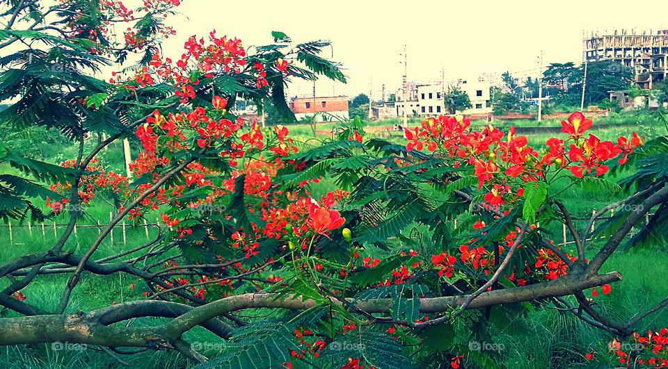 Royal poinciana flower(red color)