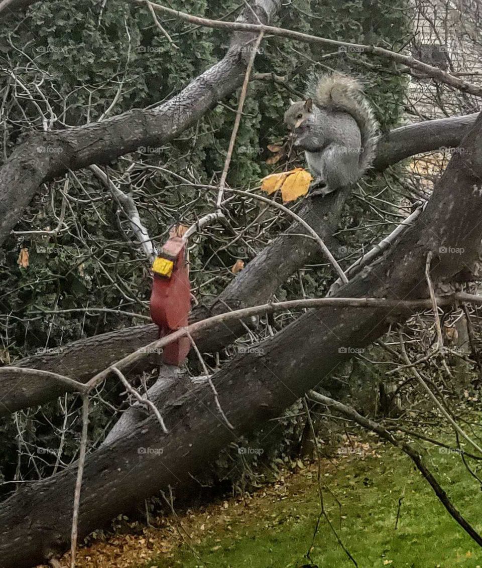 Squirrel eating Maple leaf spinners next to his no competing red wooden Cardinal